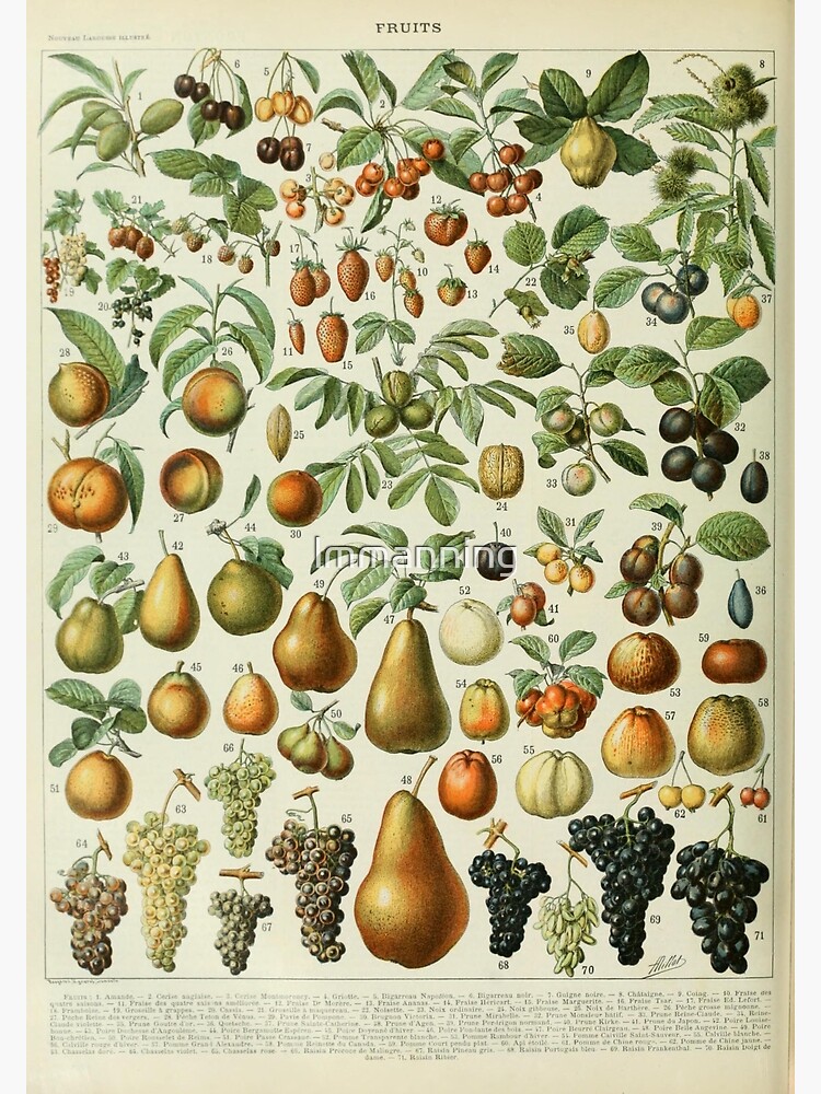 Discover Vintage Fruits Poster Premium Matte Vertical Poster