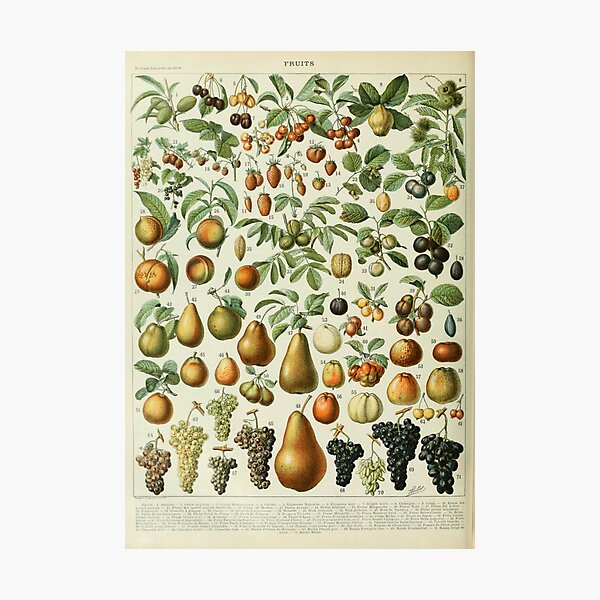 Item preview, Vintage Fruits Poster designed and sold by lmmanning.