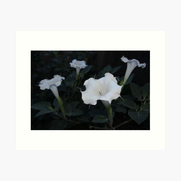 Aperçu de l'œuvre Moonflower Garden créée et vendue par aprilann.