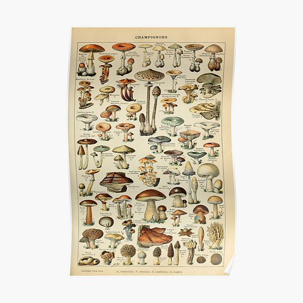 Vintage Mushroom Poster Poster