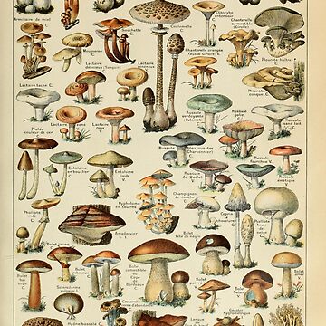 Artwork thumbnail, Vintage Mushroom Poster by lmmanning