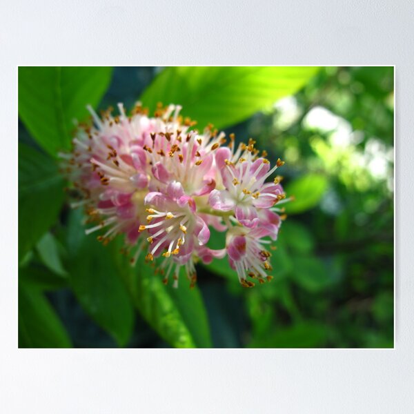 Item preview, Succulent pink designed and sold by MarianBendeth.