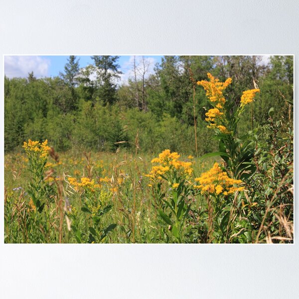 Item preview, Summer bouqet of yellow wildflowers designed and sold by Jim Sauchyn.