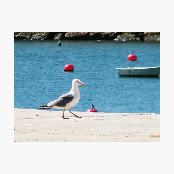Item preview, Seagull, Marina Albufeira designed and sold by colettelydon.