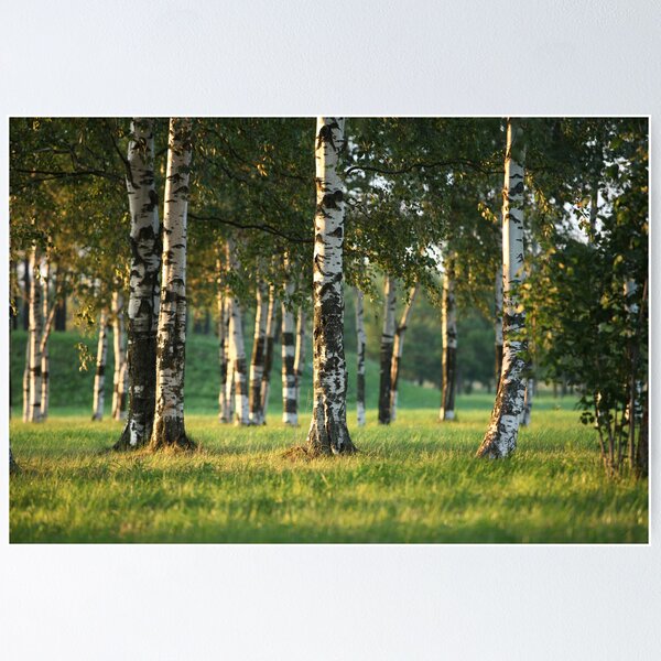 Item preview, Birchwood designed and sold by mrivserg.