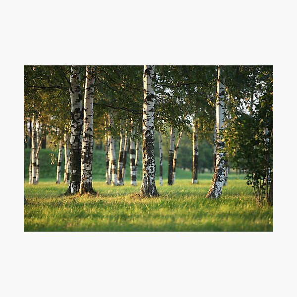 Item preview, Birchwood designed and sold by mrivserg.