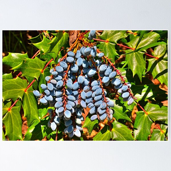 Item preview, Oregon Grape designed and sold by LisaWootenPhoto.