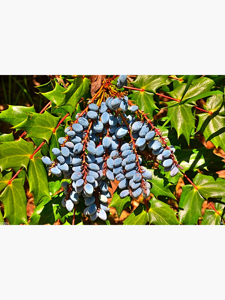 "Oregon Grape" Sticker for Sale by LisaWootenPhoto | Redbubble