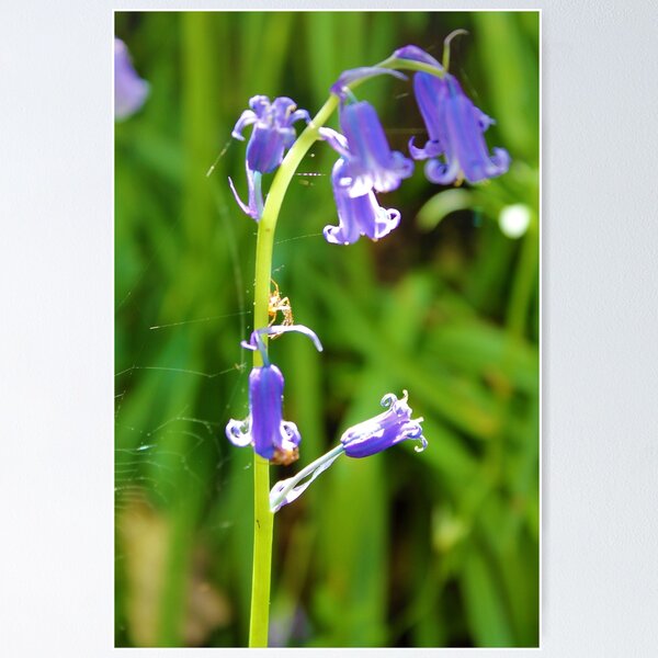 Aperçu de l'œuvre Araignée Araignée dans les fleurs créée et vendue par dredfell.