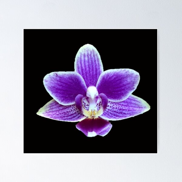Item preview, Purple Orchid designed and sold by ascherf.