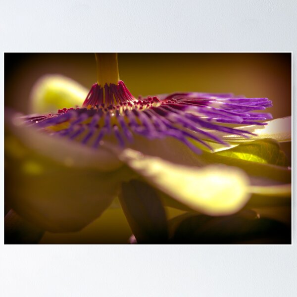 Item preview, The Passion I designed and sold by Photography1804.