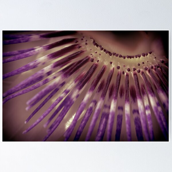 Item preview, The Passion II designed and sold by Photography1804.
