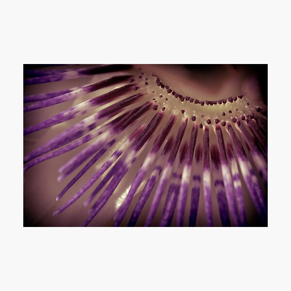 Item preview, The Passion II designed and sold by Photography1804.