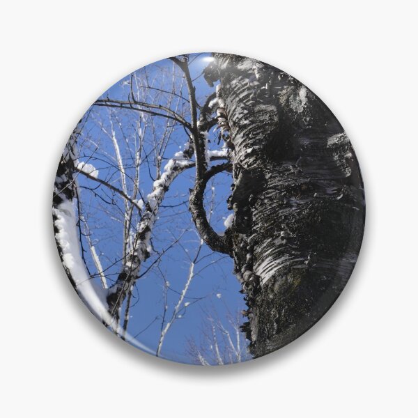 Item preview, Dark winter trees and a bright blue Canadian sky designed and sold by cuisinecat2.