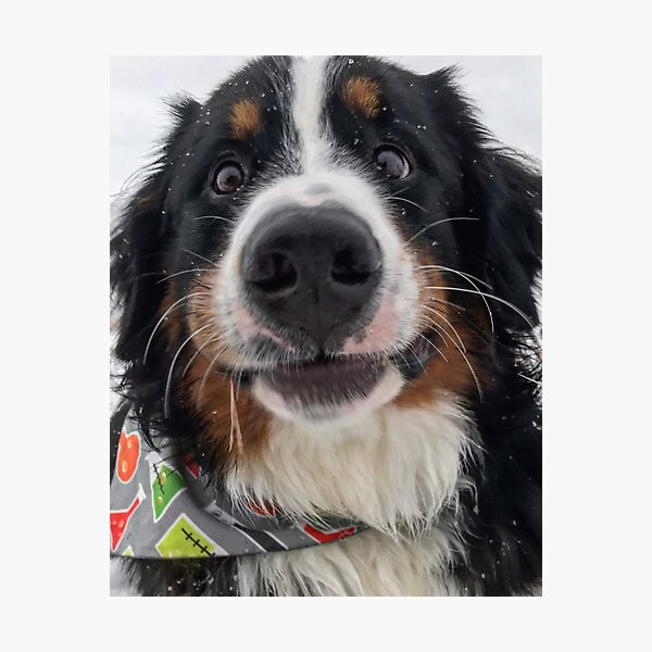 Aperçu de l'œuvre Chien Selfies créée et vendue par Sunflowerwild.