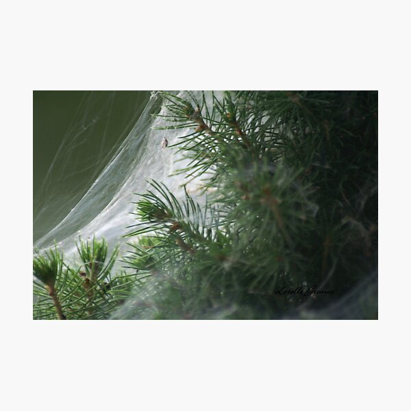 Item preview, Come Into My Web designed and sold by Lorelle Gromus.