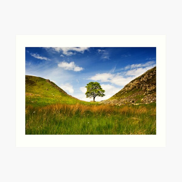 Sycamore Gap on Hadrian's Wall Art Print