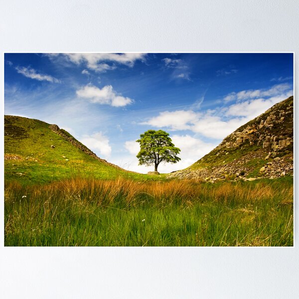 Item preview, Sycamore Gap on Hadrian's Wall designed and sold by Joan Thirlaway.