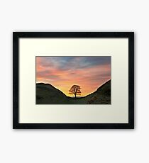 Sycamore Tree on Hadrian's Wall Framed Print