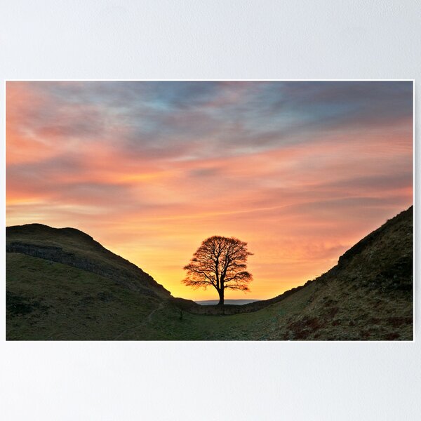 Item preview, Sycamore Tree on Hadrian's Wall designed and sold by Joan Thirlaway.