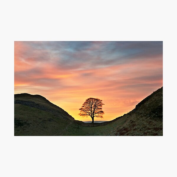 Sycamore Tree on Hadrian's Wall Photographic Print