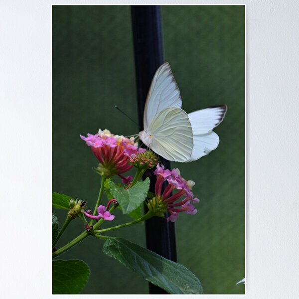 Item preview, White Spring Moth designed and sold by ReneeKennedy.