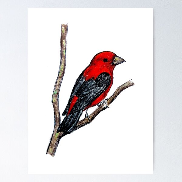 Item preview, Scarlet Tanager Drawing designed and sold by GreatPlainsWolf.