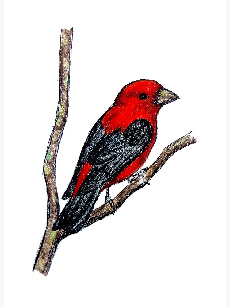 Scarlet Tanager