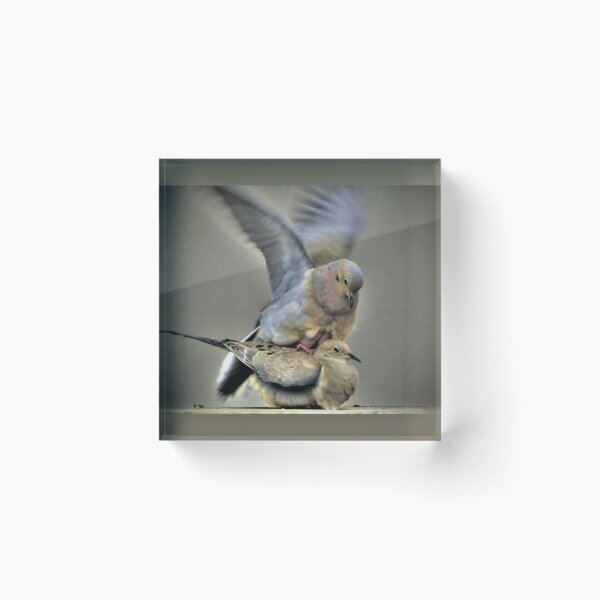 Item preview, Mating Doves designed and sold by Savannah Gibbs.