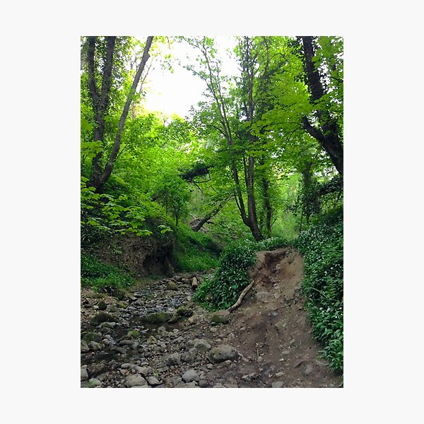 Item preview, Rocky Stream In Woods designed and sold by Andrew Morrell.