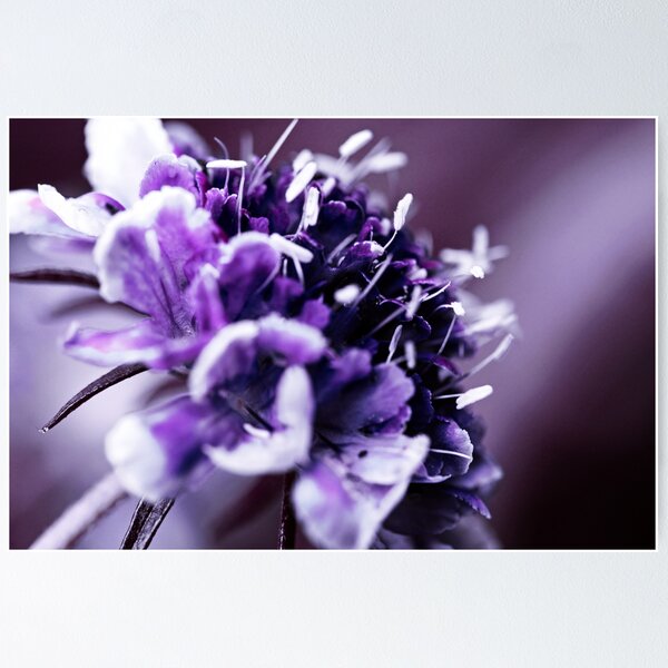 Item preview, Purple Scabious Macro designed and sold by ASTRID EWING.