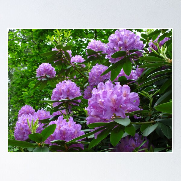Item preview, Rhododendron day in May designed and sold by MarianBendeth.