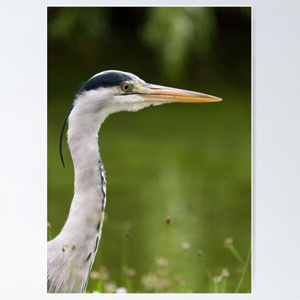 Item preview, Grey Heron designed and sold by Michael G Devereux.