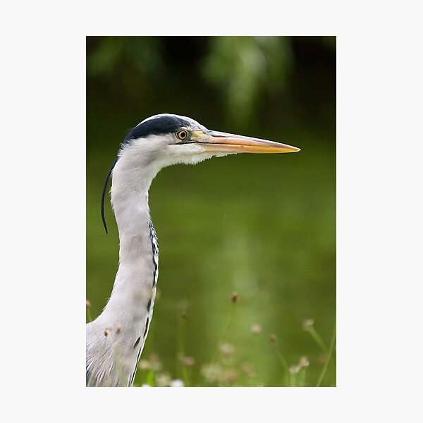 Item preview, Grey Heron designed and sold by Michael G Devereux.