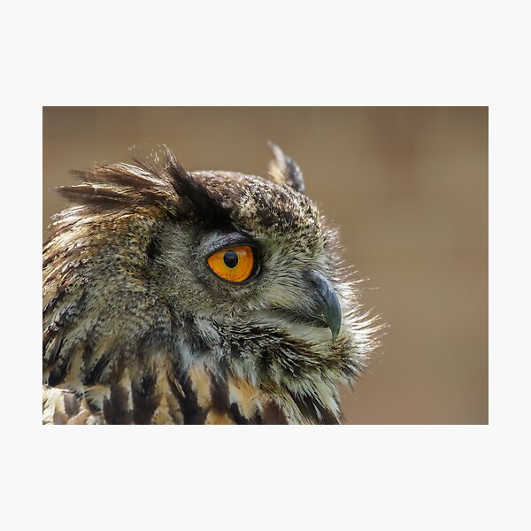 Item preview, Eagle Owl designed and sold by Roger Hall.