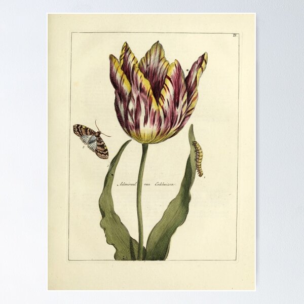 Item preview,  Vintage Tulip Print from Nederlandsch bloemwerk (1794) designed and sold by Douglas E. Welch Design and Photography.