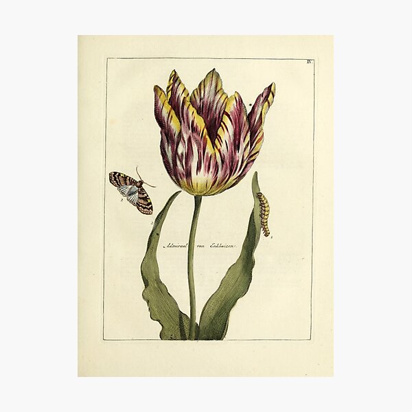 Item preview,  Vintage Tulip Print from Nederlandsch bloemwerk (1794) designed and sold by Douglas E. Welch Design and Photography.