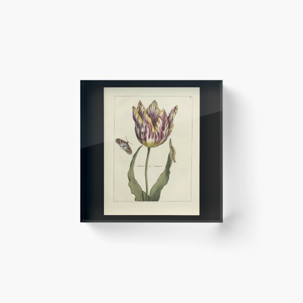 Item preview,  Vintage Tulip Print from Nederlandsch bloemwerk (1794) designed and sold by Douglas E. Welch Design and Photography.