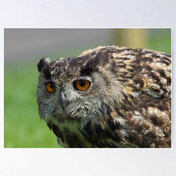 Item preview, Eagle Owl designed and sold by Roger Hall.