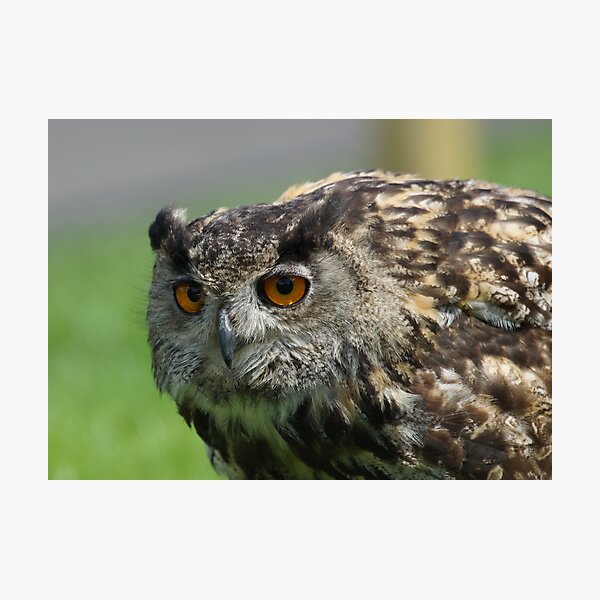 Item preview, Eagle Owl designed and sold by Roger Hall.