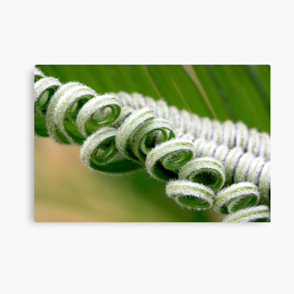 cuddling curls Canvas Print