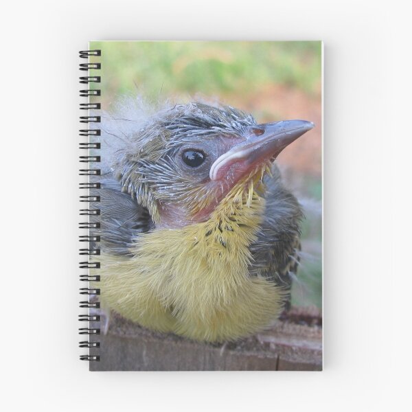 Item preview, Baby Oriole designed and sold by Ginny York.