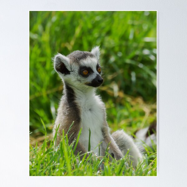 Item preview, A Baby Ringtailed Lemur designed and sold by Roger Hall.