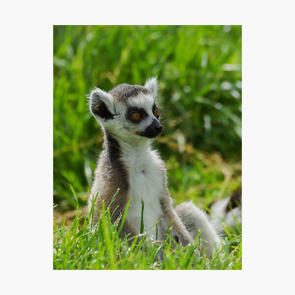 Item preview, A Baby Ringtailed Lemur designed and sold by Roger Hall.