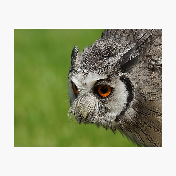 Item preview, White Faced Scoops Owl designed and sold by Roger Hall.
