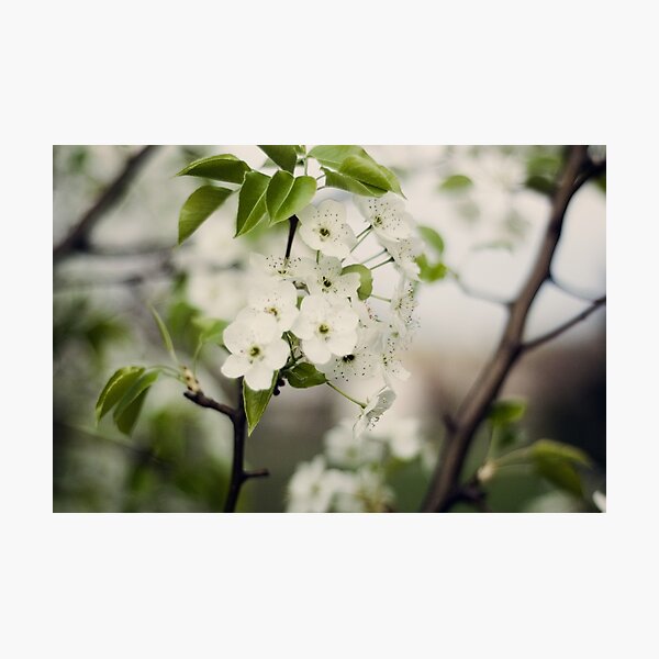 Item preview, Little White Flowers designed and sold by Kendra Kantor.