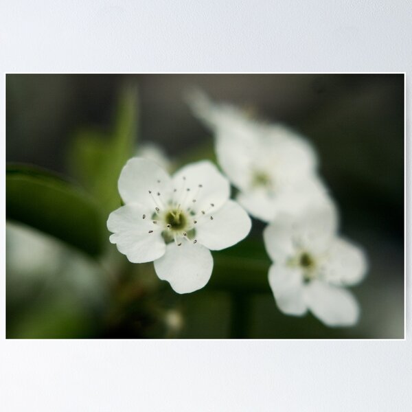 Item preview, Little White Flowers designed and sold by Kendra Kantor.