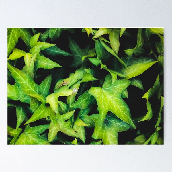 Item preview, closeup green ivy leaves garden background designed and sold by Mrvell.
