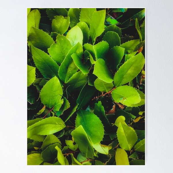 Item preview, closeup green leaves texture background designed and sold by Mrvell.