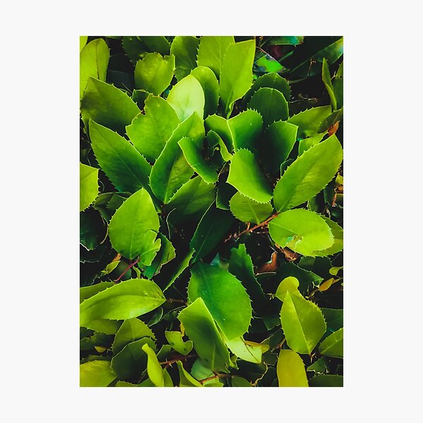 Item preview, closeup green leaves texture background designed and sold by Mrvell.